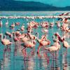 Pink flamingo 1484781 1280 1